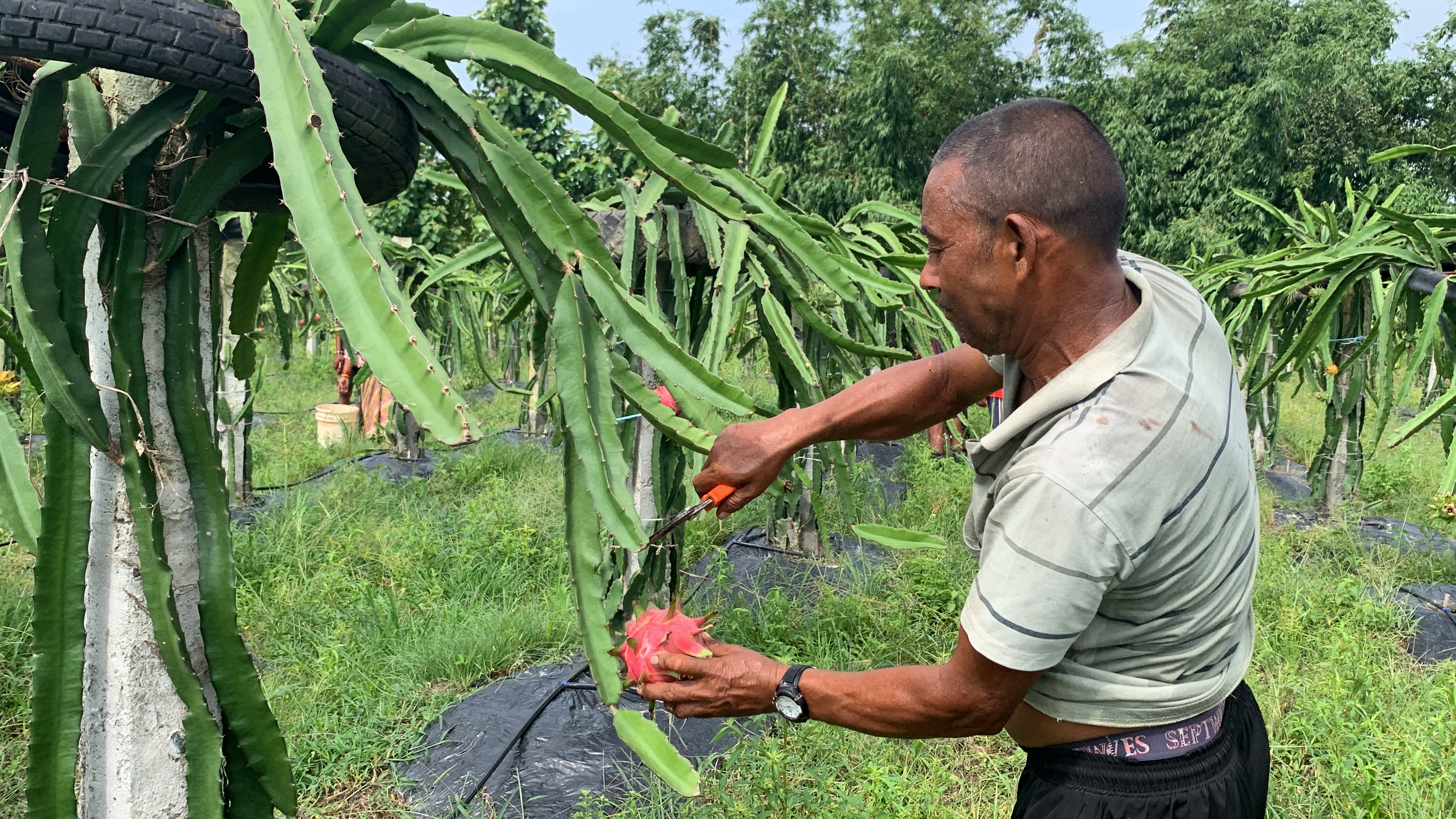 ड्रागनफ्रुटबाट वार्षिक एक करोड आम्दानी