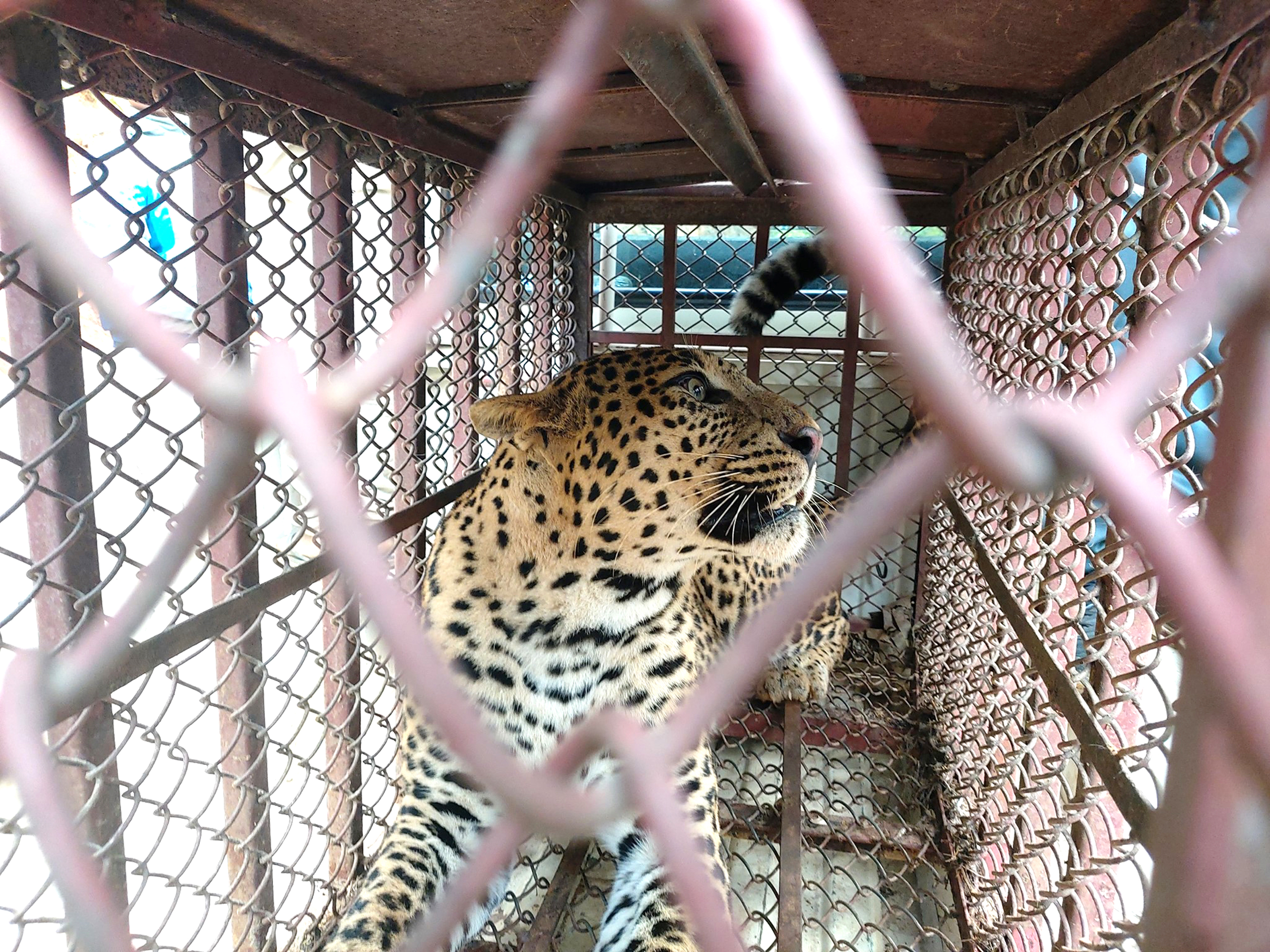 भाले चितुवा खोरमा