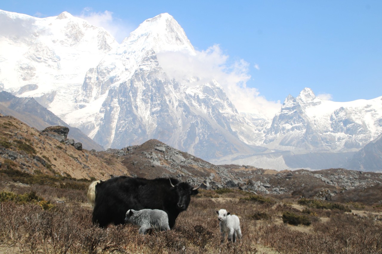 कञ्चनजङ्घा हिमश्रृङ्खला