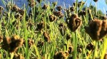 कोदोखेती प्रवर्द्धनका लागि प्रदेश सरकारको अनुदान