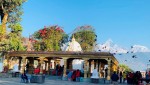 विन्ध्यवासिनीमा चरालाई नियमित चारा व्यवस्थापन