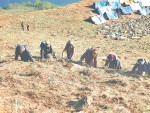अपिहिमालमा यार्सागुम्बा सङ्कलक बेपत्ता
