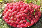 लिचीको दाना अड्किएर बालकको मृत्यु