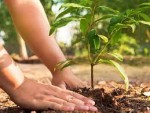 ‘बिरुवा रोप्ने मात्र नभई संरक्षणमा ध्यान दिऔँ’