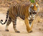 बाघ र मानव द्वन्द्वलाई टार्ने प्रभावकारी कार्यक्रम ल्याउन प्रधानमन्त्रीको निर्देशन