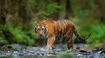 बढे शक्लाफाँटामा बाघ