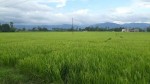 बाला हाल्दै धान