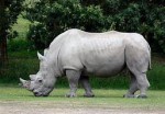 गैँडा चोरीसिकारको अभियोगमा फरार व्यक्ति पक्राउ