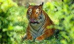 मङ्सिर र पुसमा बाघ गणनाको तयारी