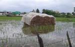 सात अर्बको धानबाली नष्ट