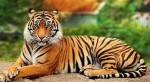 बाघको आक्रमणबाट एकको मृत्यु