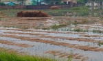 चितवनमा दुई हजार ५०० हेक्टरको धानबालीमा क्षति