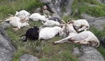 सवारीसाधनसँग तर्सिएर दर्जन बढी भेडाबाख्रा मरे