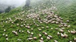 चिसो बढेसँगै जाडो छल्न बेँशी झार्दै भेडीगोठ