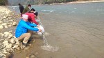 कालीगण्डकीमा ३१ हजार माछाका भुरा छाडियो