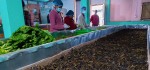 रोङमा व्यावसायिक गुन्द्रुक उत्पादन
