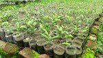 बाँझो जग्गामा फलफूल रोप्दै विदेशी