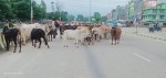 धनगढीमा छाडा पशुचौपाया व्यवस्थापन गर्न चुनौतीपूर्ण