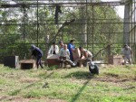 कसरामा हुर्काइएका १० गिद्ध जटायु रेष्टुरेन्टमा स्थानान्तरण  