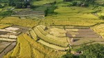दसैँ एकातिर, धान भित्र्याउने चटारो अर्कातिर
