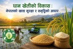धान खेतीको विकास : नेपालको खाद्य सुरक्षा र समृद्धिको आधार