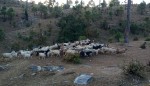 पुँगरमै बाख्रा पालनबाट मनग्य आम्दानी