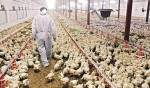बर्डफ्लु प्रभावित किसानलाई छिट्टै राहत