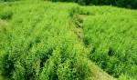  ताप्लेजुङमा चिराइतो उत्पादनमा वृद्धि