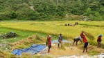 किसानलाई चैते धान थन्क्याउने चटारो  