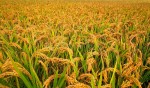 खाद्यसम्म पुग्दैन धान, गाउँमै धमाधम बेच्दै किसान