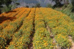 कालीगण्डकीबाट बीस लाखको फूल निर्यात