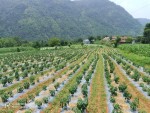 विदेशमा सिकेको सीप गाउँमै प्रयोग गर्दै युवा असिम तिवारीले सुरु गरे अकबरे खुर्सानीखेती