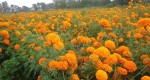 तिहारमै बिक्री भएन फूल, किसान चिन्तित 