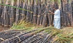 सर्लाहीमा चिनी मिलमा उखु क्रसिङ थालियो