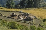 उम्मेदवारलाई भोट माग्न हतारो, किसानलाई बाली स्याहार्ने चटारो