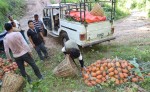 आम्दानीको बलियो स्रोत भुइँकटहरखेती