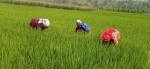 चैतेधान खेती गर्न छाड्दै किसान