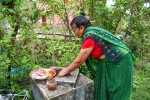 घरको मठमा कीटाणुनाशक तुलसी रोपियो 