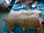 सालकको खपटासहित एकजना पक्राउ