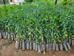 एक लाख १८ हजार बिरुवा निःशुल्क वितरण गर्दै