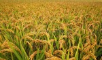  चैते धानको उत्पादन वृद्धि भएपछि बिक्री वितरणमा समस्या