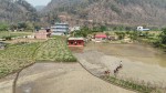  चैते धानखेतीमा किसानलाई आकर्षित गर्न अनुदान