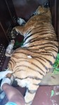 बस्तीबाट नियन्त्रणमा लिइएको बाघलाई निकुञ्जमा छाडिने