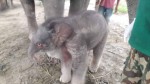 सरस्वती कली र लोकतन्त्र कलीले बच्चा जन्माइन्