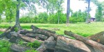 लिलामी प्रक्रिया लम्बिँदा करोडौँ मूल्यका काठ सड्दै