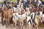 गतिलो आम्दानी बन्दै बाख्रापलन व्यवसाय