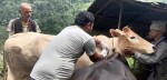 गण्डकी प्रदेशः  पशुमा पूर्णखोप  अभियान