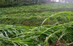  सुनसरीमा हावाहुरी र वर्षाले मकै र आँपमा क्षति
