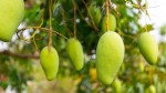 रु. एक करोडभन्दा बढीमा ठेक्का लाग्यो बागवानीको आँप