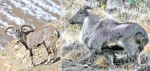 ढोरपाटन सिकार आरक्षमा नाउर र झारल सिकार